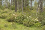 Western Azaleas & Jeffrey Pines at edge of fen w California Pitcher Plants