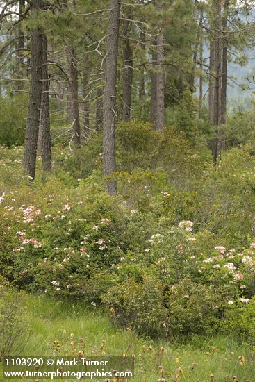 Rhododendron occidentale; Darlingtonia californica; Pinus jeffreyi