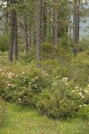 Western Azaleas & Jeffrey Pines at edge of fen w California Pitcher Plants