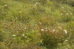 Western Azaleas & California Pitcher Plants in fen