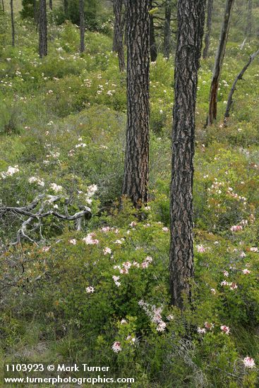 Rhododendron occidentale; Pinus jeffreyi