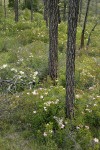 Western Azaleas among Jeffrey Pine trunks