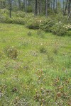 California Pitcher Plants in fen w/ Western Azaleas & Jeffrey Pines bkgnd