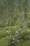 Western Azaleas among Jeffrey Pines