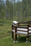 Observation platform at edge of fen w/ California Pitcher Plants, Western Azaleas, Jeffrey Pines