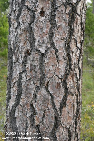 Pinus jeffreyi
