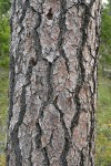 Jeffrey Pine bark