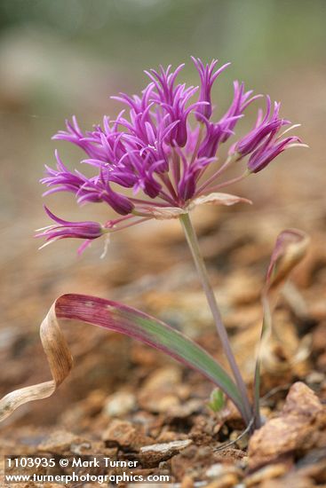 Allium falcifolium