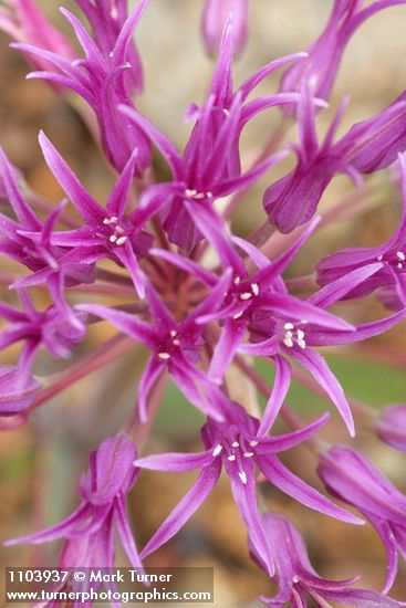 Allium falcifolium