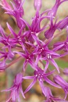 Coast Flatstem Onion blossoms detail