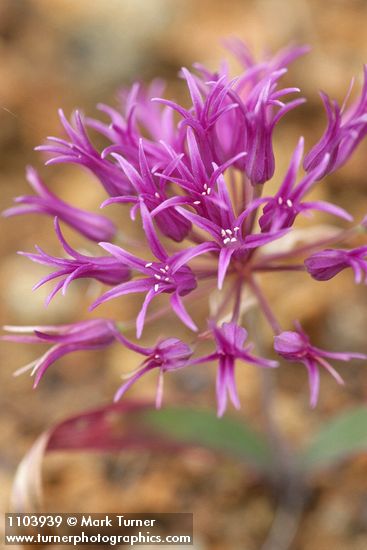 Allium falcifolium