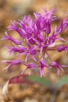 Coast Flatstem Onion blossoms