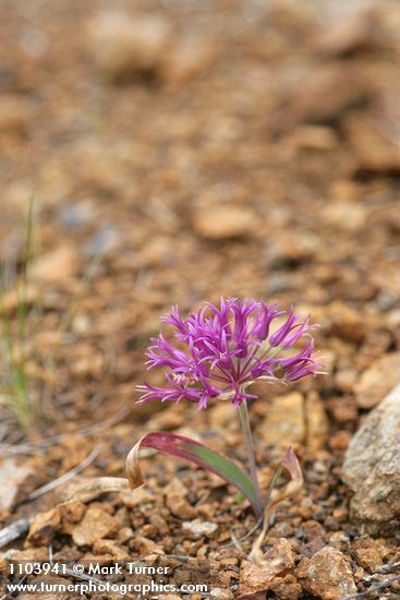 Allium falcifolium