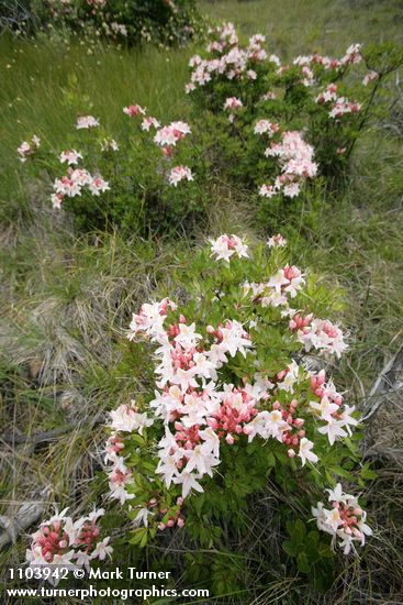 Rhododendron occidentale