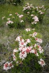 Western Azaleas