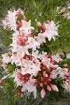 Western Azalea blossoms