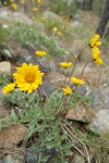 Silky Balsamroot