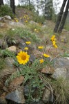 Silky Balsamroot