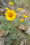 Silky Balsamroot