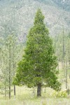 Incense Cedar