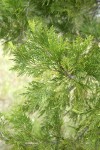 Incense Cedar foliage