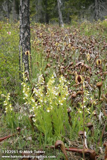 Cypripedium californicum; Darlingtonia californica