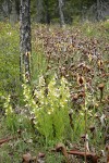 California Lady's-slippers at edge of California Pitcher Plant fen