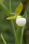 California Lady's-slipper blossom