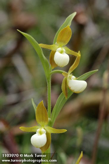 Cypripedium californicum