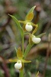 California Lady's-slipper 3 blossoms