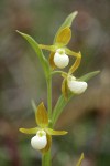 California Lady's-slipper 3 blossoms