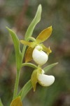 California Lady's-slipper blossoms