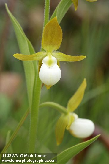 Cypripedium californicum