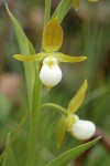 California Lady's-slipper blossom