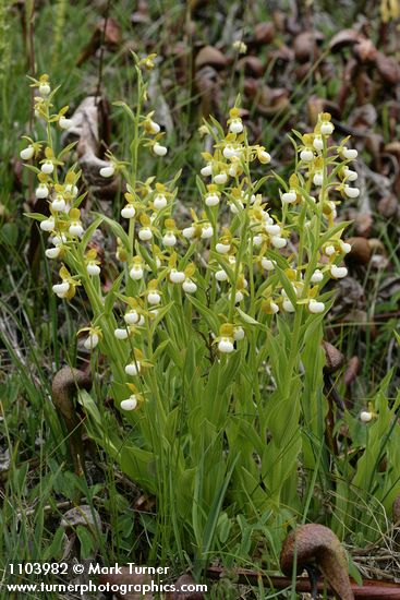 Cypripedium californicum