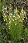 California Lady's-slippers