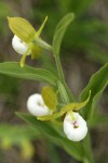 California Lady's-slipper blossoms high-angle view