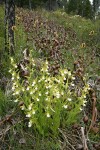 California Lady's-slippers at edge of California Pitcher Plant fen