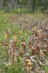 California Pitcher Plant fen