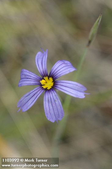 Sisyrinchium idahoense