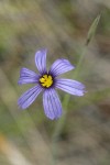 Idaho Blue-eyed Grass blossom