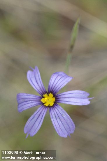 Sisyrinchium idahoense