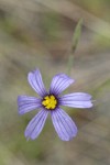 Idaho Blue-eyed Grass blossom