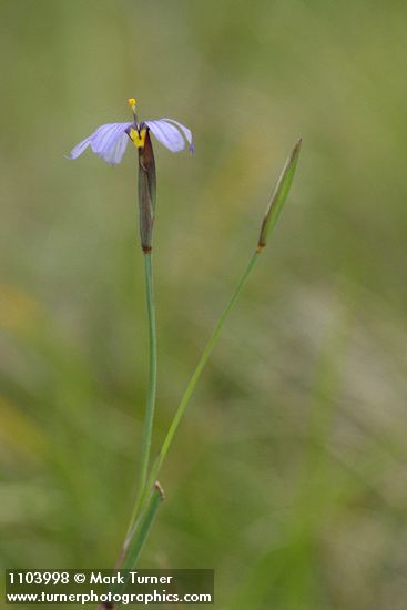 Sisyrinchium idahoense