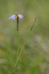 Idaho Blue-eyed Grass