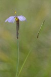 Idaho Blue-eyed Grass