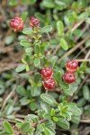 Siskiyou Mat fruit & foliage