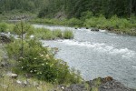 Western Azalaeas; Jeffrey Pine on Illinois River bank w/ Willows mid-stream