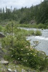 Western Azalaeas; Jeffrey Pine on Illinois River bank w/ Willows mid-stream