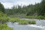 Willows mid-stream on Illinois River w/ Jeffrey Pines bkgnd